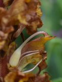 Orobanche alba subspecies xanthostigma. Внутренняя часть цветка. Республика Ингушетия, Джейрахский р-н, окр. альплагеря \"Кязи\", выс. 1980 м н.у.м, долина ручья, луг. 23 июля 2022 г.