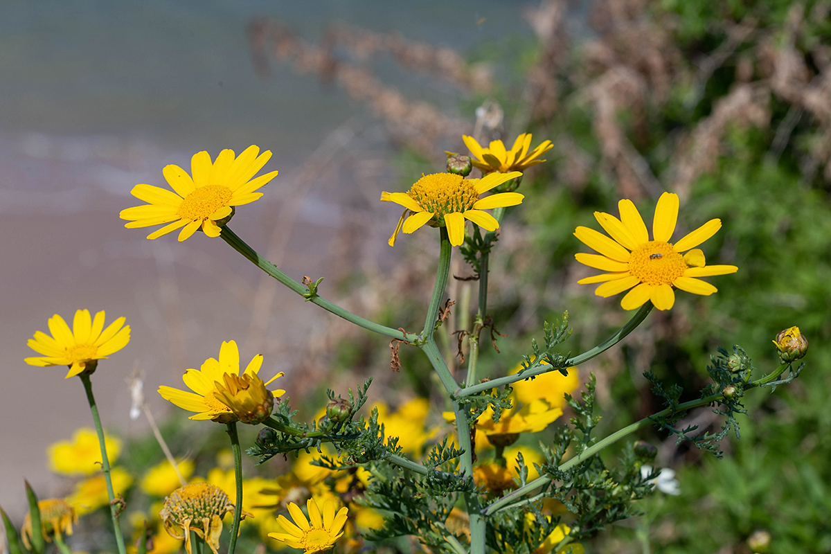 Image of Glebionis coronaria specimen.