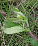 Helianthemum nummularium