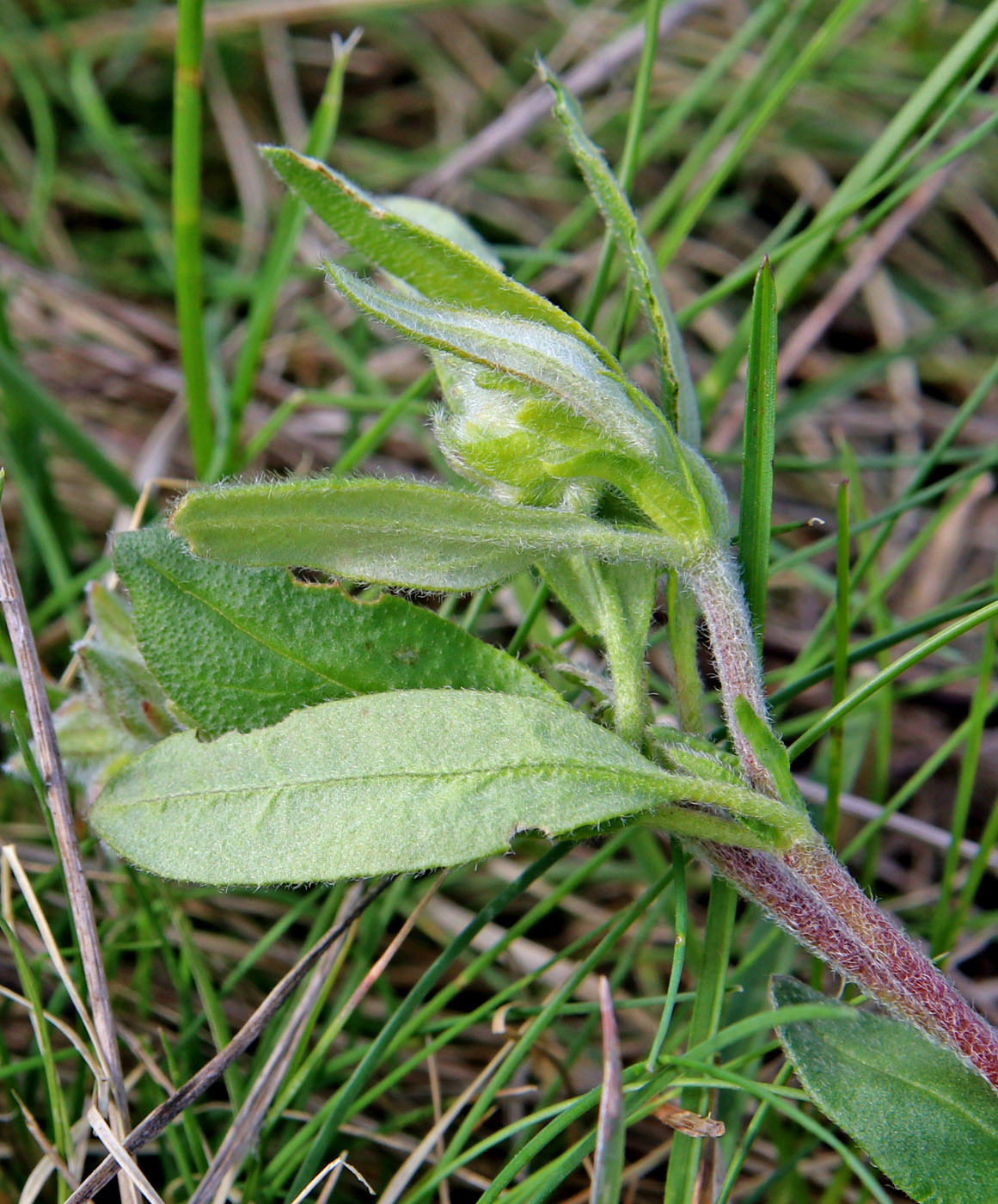 Image of Helianthemum nummularium specimen.