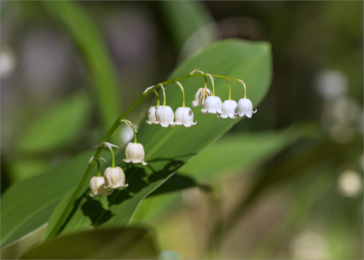 Изображение особи Convallaria majalis.