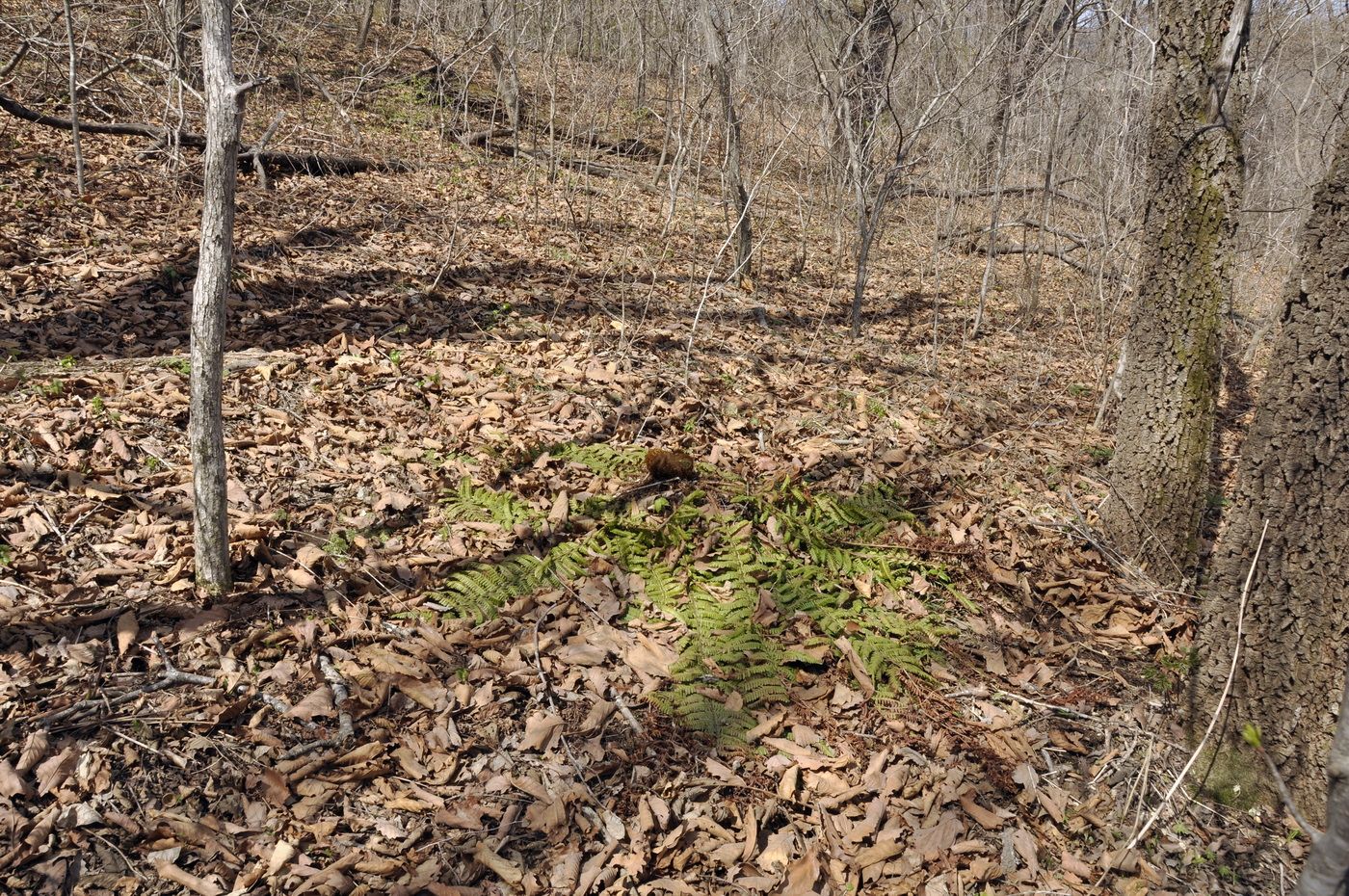 Image of Dryopteris crassirhizoma specimen.