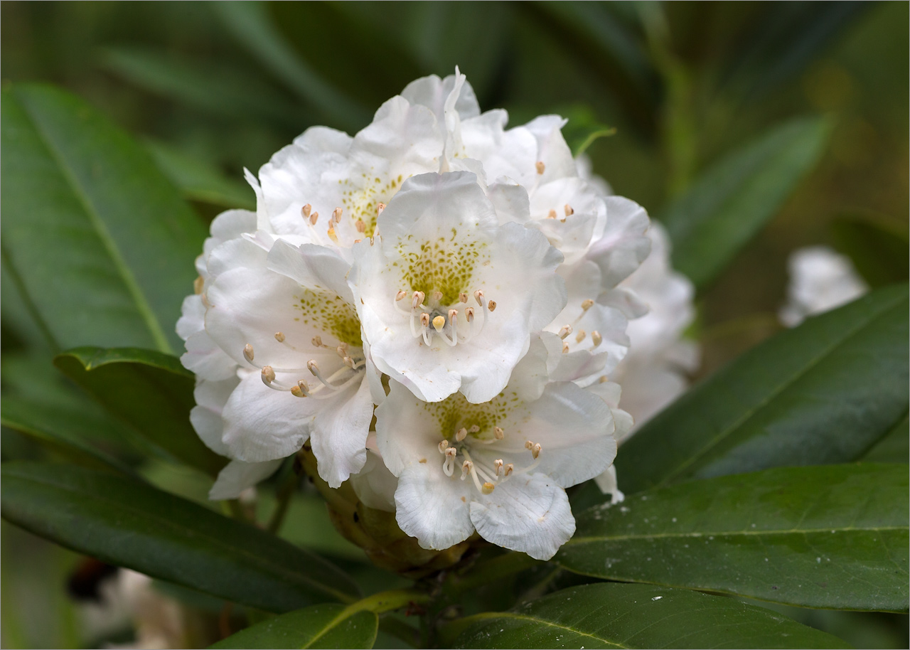 Изображение особи род Rhododendron.