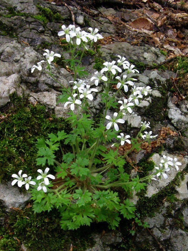 Image of Saxifraga irrigua specimen.