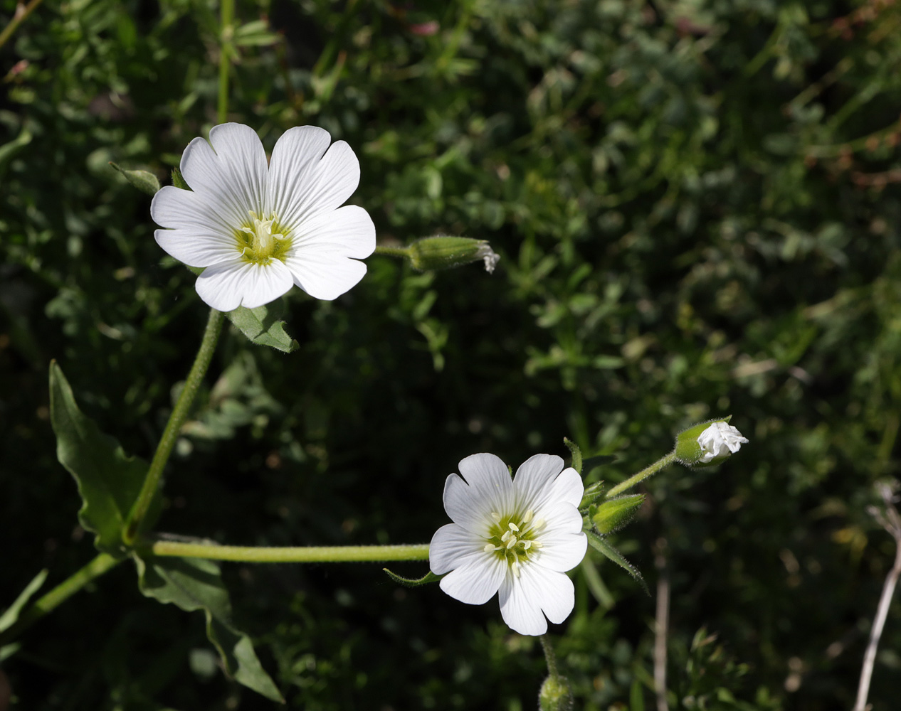 Image of Cerastium nemorale specimen.