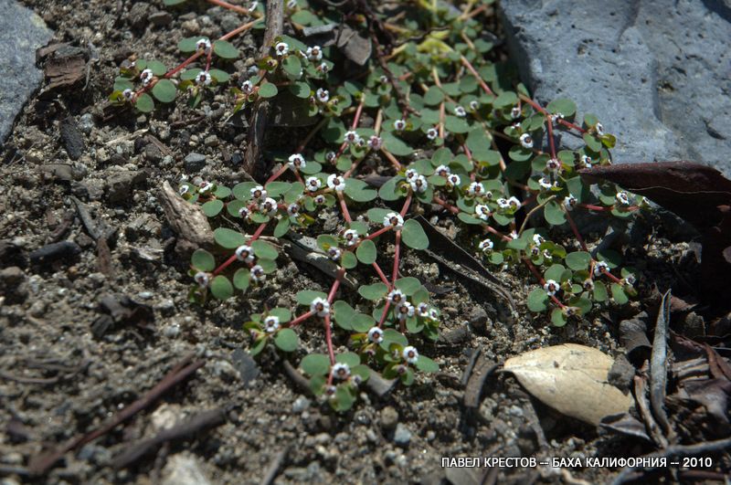 Image of Euphorbia micromera specimen.