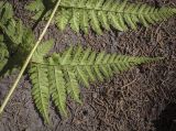 Dryopteris expansa. Нижняя часть спороносящей вайи (абаксиальная поверхность). Пермский край, г. Пермь, Кировский р-н, ООПТ \"Сосновый бор\", смешанный лес. 24.08.2023.