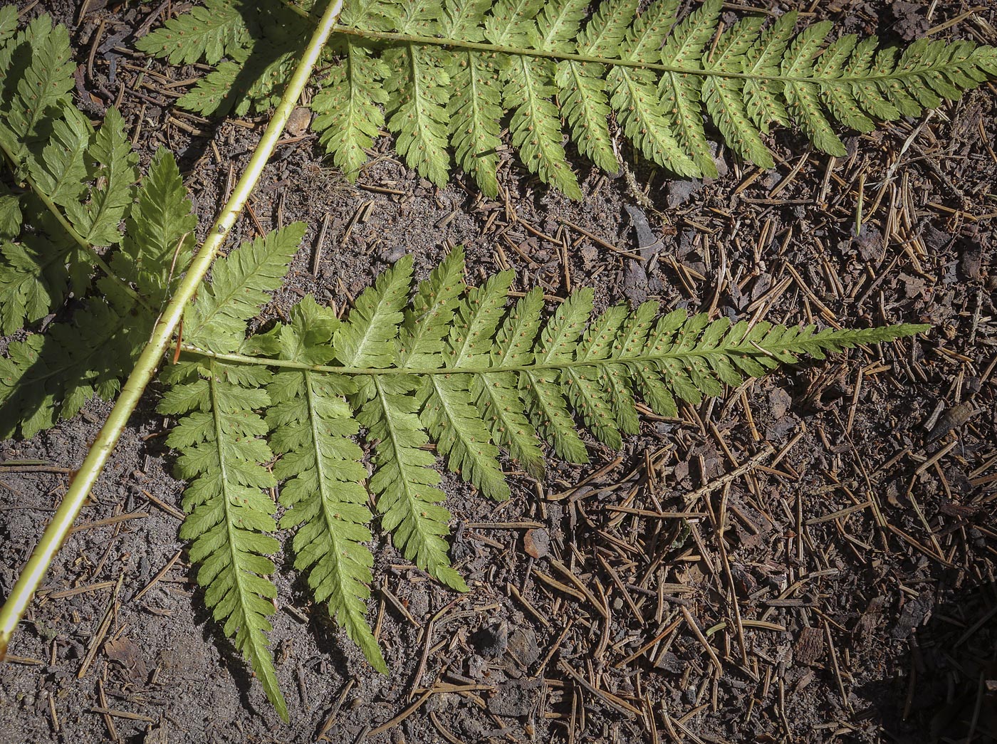 Изображение особи Dryopteris expansa.