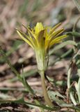 Taraxacum bessarabicum