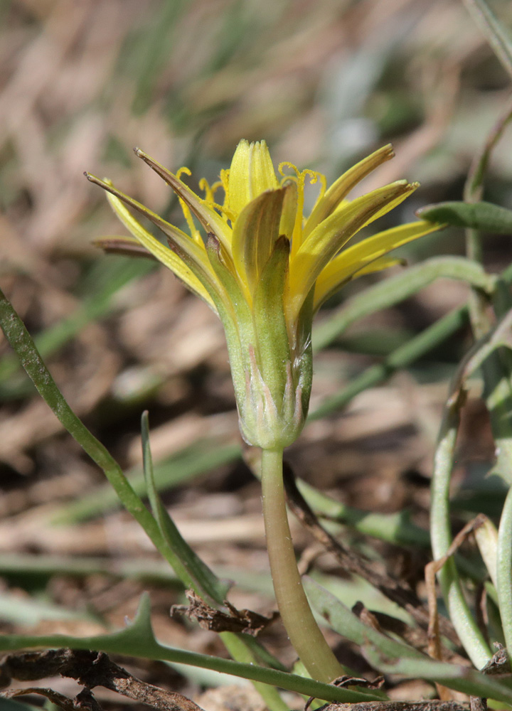 Image of Taraxacum bessarabicum specimen.