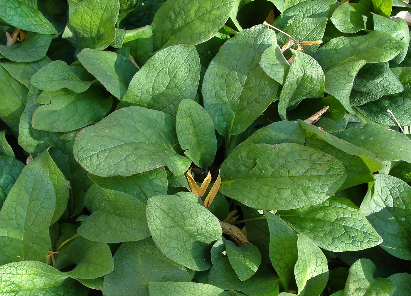 Изображение особи семейство Boraginaceae.