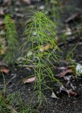 Equisetum pratense. Вегетирующее растение. Красноярский край, Таймырский Долгано-Ненецкий р-н, плато Путорана, устье р. Кутарамакан, песчаный пляж. 23.07.2023.