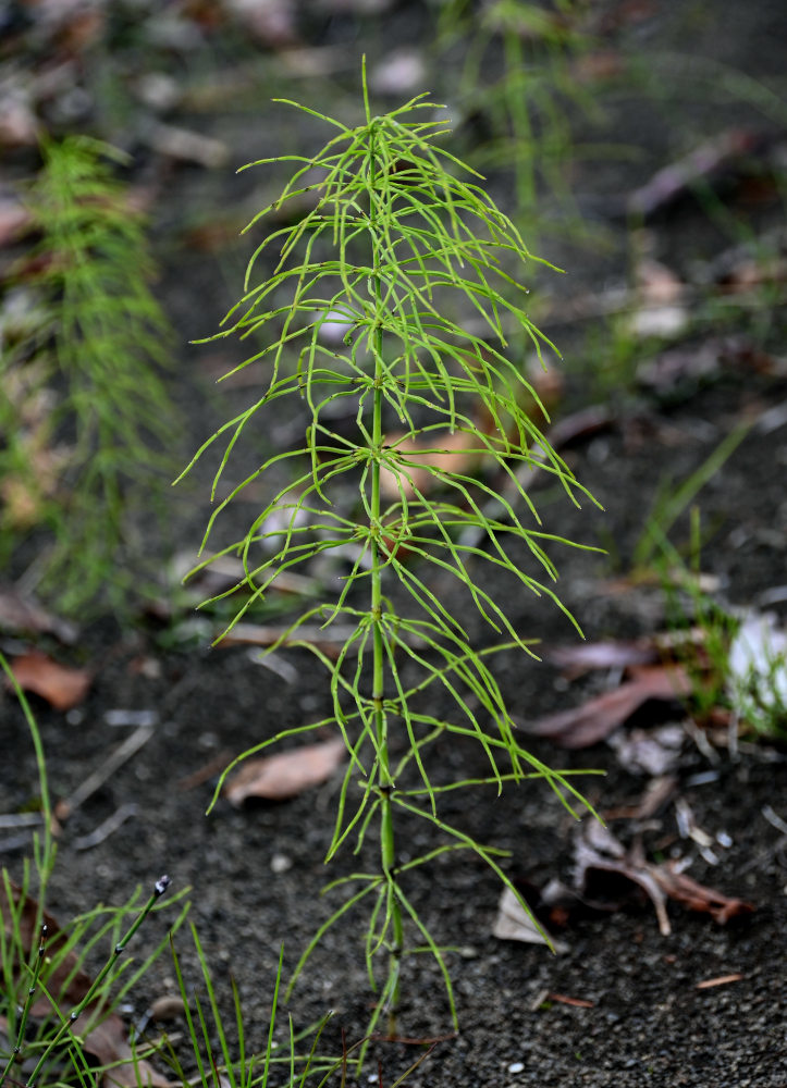 Image of Equisetum pratense specimen.