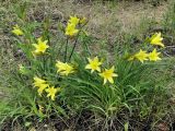 Hemerocallis lilio-asphodelus