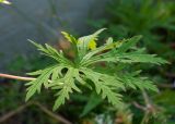 Geranium pratense подвид sergievskajae. Пластинка прикорневого листа. Республика Саха (Якутия), Хангаласский улус, правый берег р. Лена, лужайка возле входа в национальный парк \"Ленские столбы\". 29.07.2023.