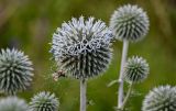 Echinops sphaerocephalus. Соцветие. Дагестан, Гунибский р-н, с. Гамсутль, ≈ 1400 м н.у.м., луговой склон. 29.07.2022.