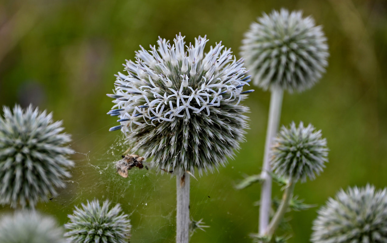 Изображение особи Echinops sphaerocephalus.