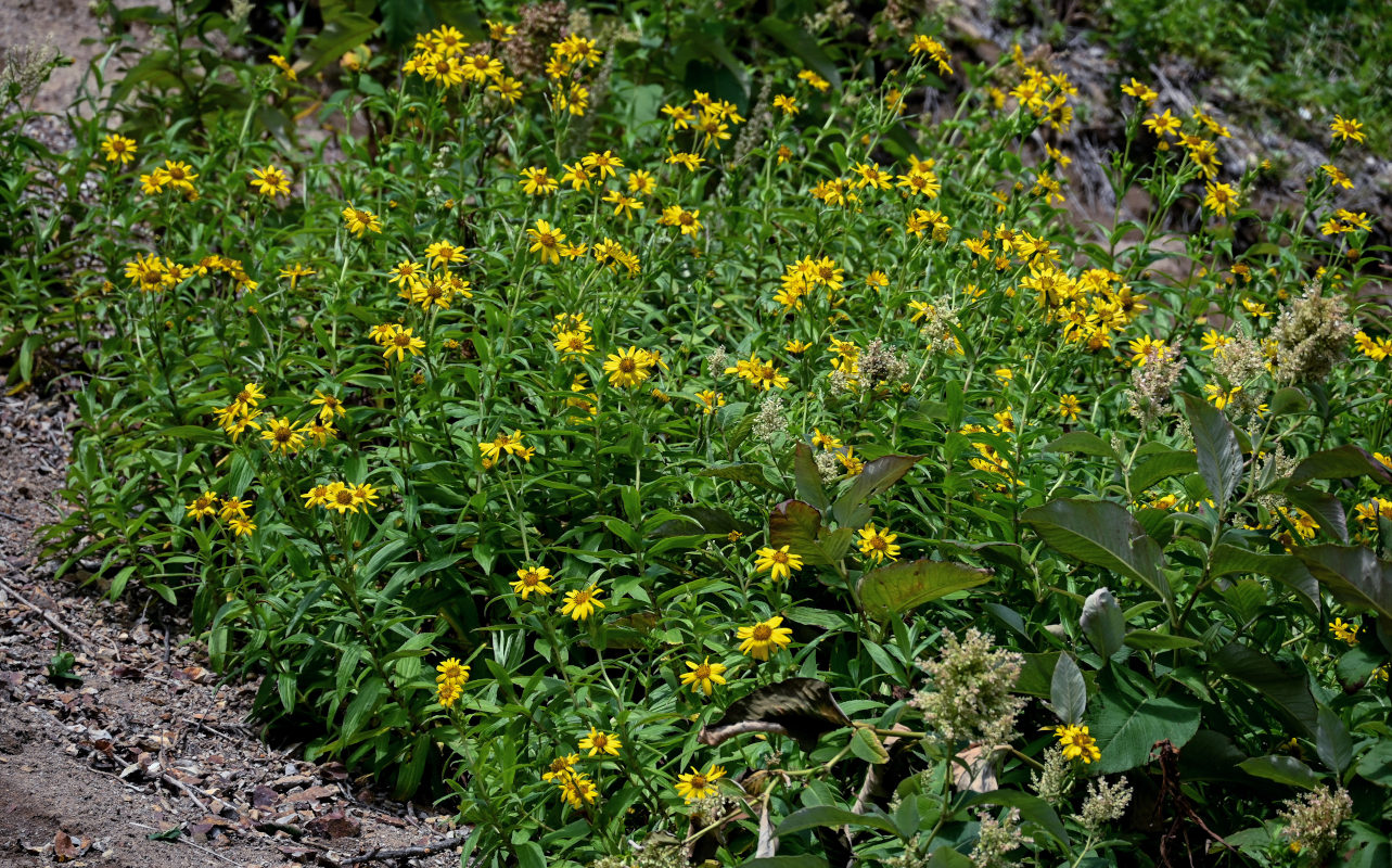 Изображение особи Arnica sachalinensis.