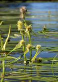 Sparganium × longifolium