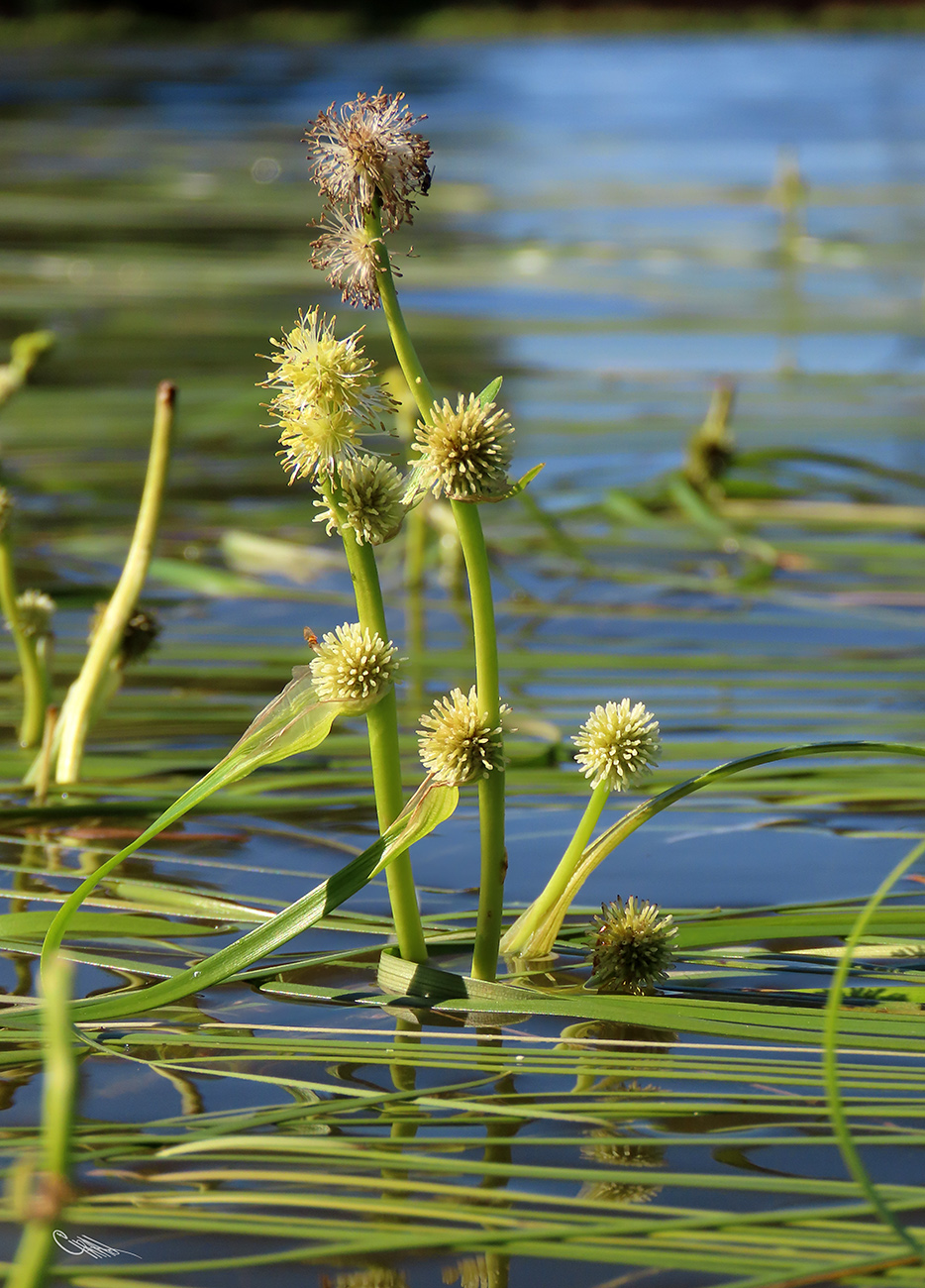 Image of Sparganium &times; longifolium specimen.