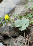 Ranunculus mindshelkensis