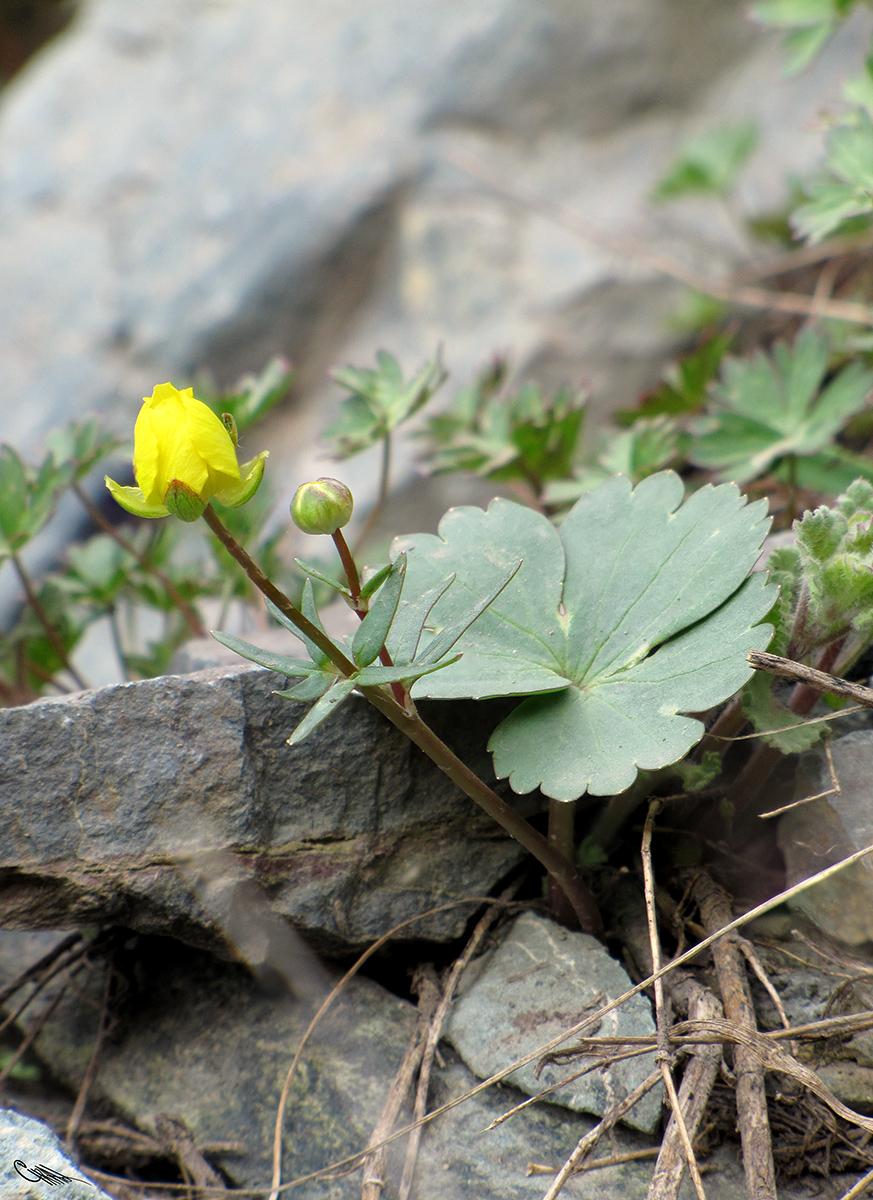 Изображение особи Ranunculus mindshelkensis.