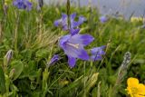 Campanula tridentata. Верхушки побегов с цветком и бутонами. Краснодарский край, городской округ Сочи, Адлерский р-н, с. Эстосадок, горнолыжный курорт \"Роза Хутор\", пеший маршрут \"Панорама\", южный склон хр. Аибга, 2200 м н.у.м., субальпийский луг. 07.07.2023.