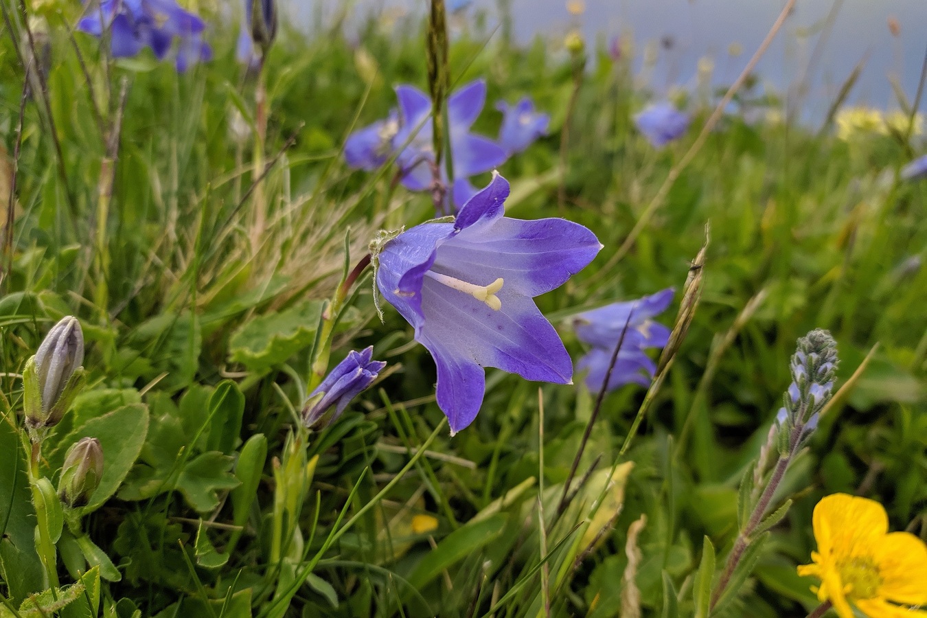 Image of Campanula tridentata specimen.