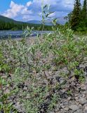 род Salix. Плодоносящее растение. Красноярский край, Таймырский Долгано-Ненецкий р-н, плато Путорана, долина р. Кутарамакан, каменистый пляж. 25.07.2023.