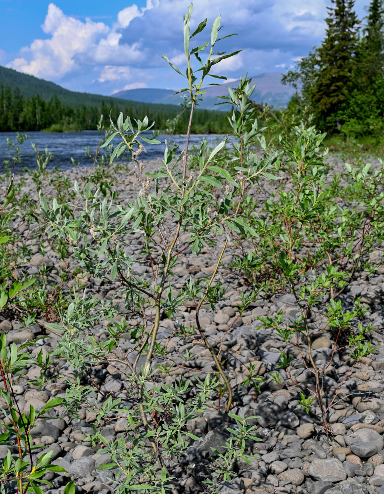 Image of genus Salix specimen.