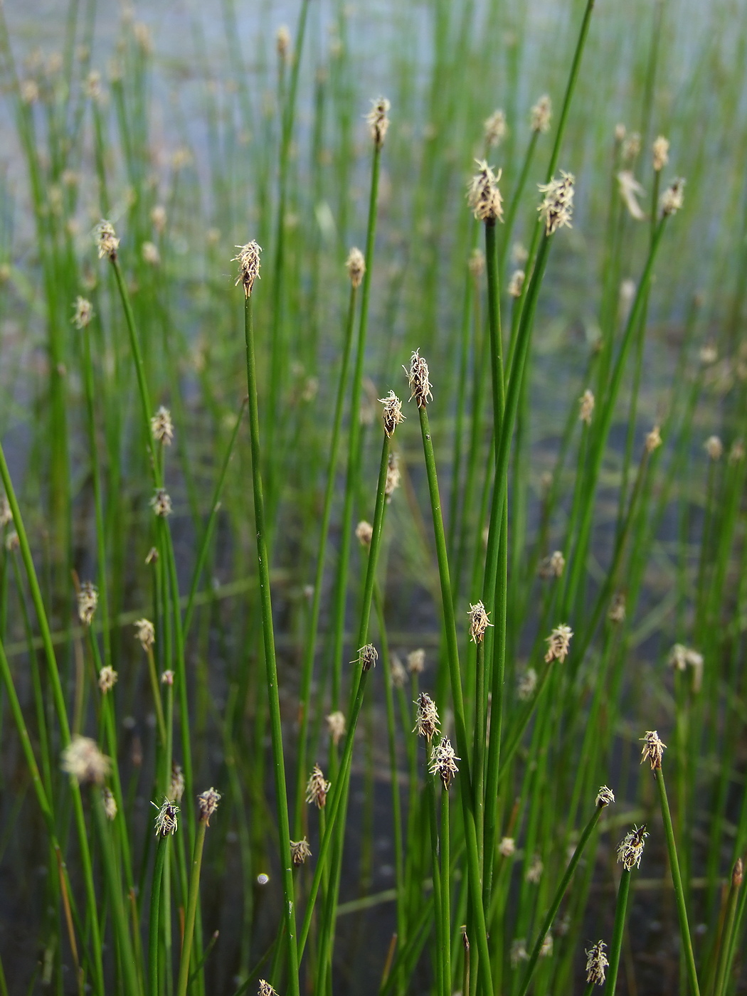 Изображение особи Eleocharis palustris.