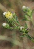 Erigeron khorassanicus