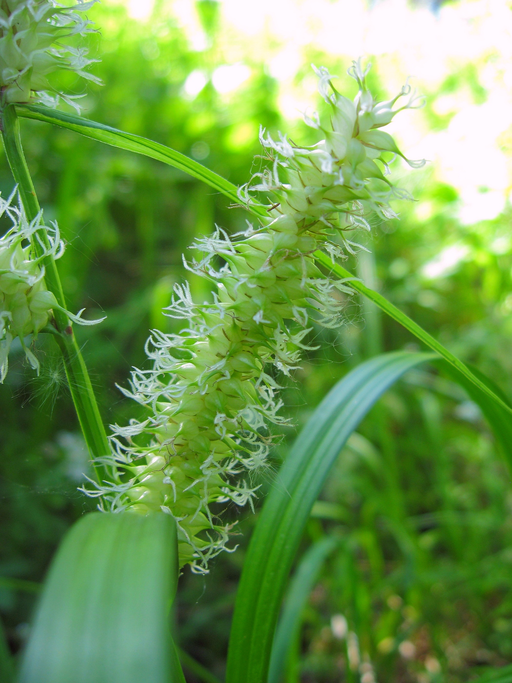 Изображение особи Carex rhynchophysa.