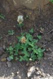 Trifolium canescens. Отцветающее растение. Чечня, Шаройский р-н, окр. ур. Хилиди, выс. 1980 м н.у.м., обочина дороги. 23 августа 2023 г.