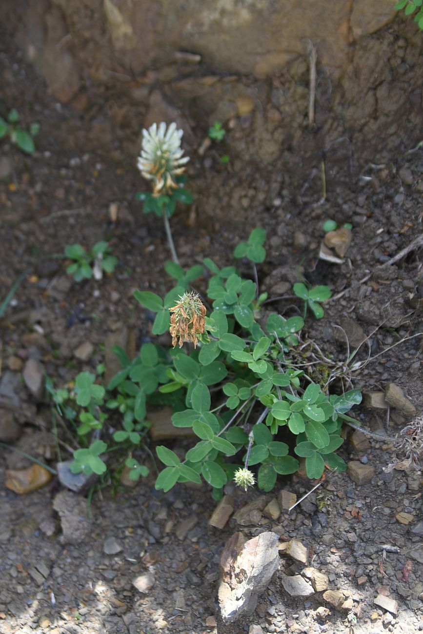 Image of Trifolium canescens specimen.