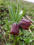 Fritillaria latifolia. Цветки. Краснодарский край, Апшеронский р-н, гора Черногор, ≈ 1700 м н.у.м., субальпийский луг, на карсте. 08.05.2024.