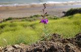 Delphinium hispanicum. Цветущее растение. Краснодарский край, Темрюкский р-н, окр. пос. Тамань, мыс Железный Рог, глинистый оползень над пляжем. 12.05.2024.