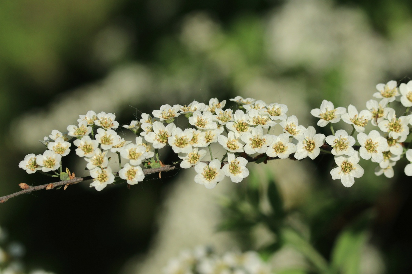 Изображение особи Spiraea grefsheimii.