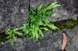 Pteris multifida