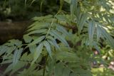 Datisca cannabina