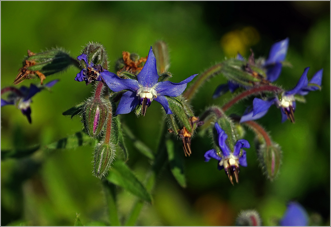 Image of Borago officinalis specimen.