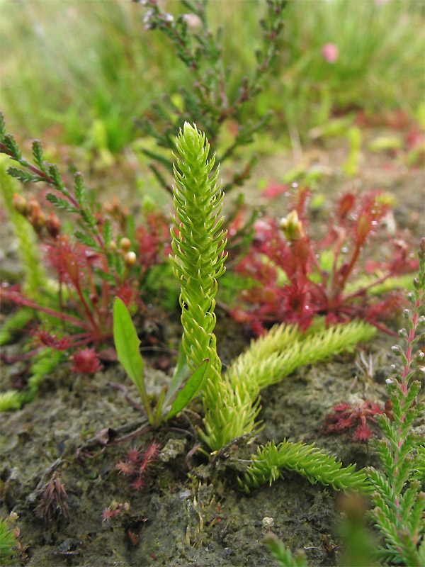 Image of Lycopodiella inundata specimen.