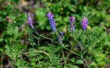 Vicia cracca