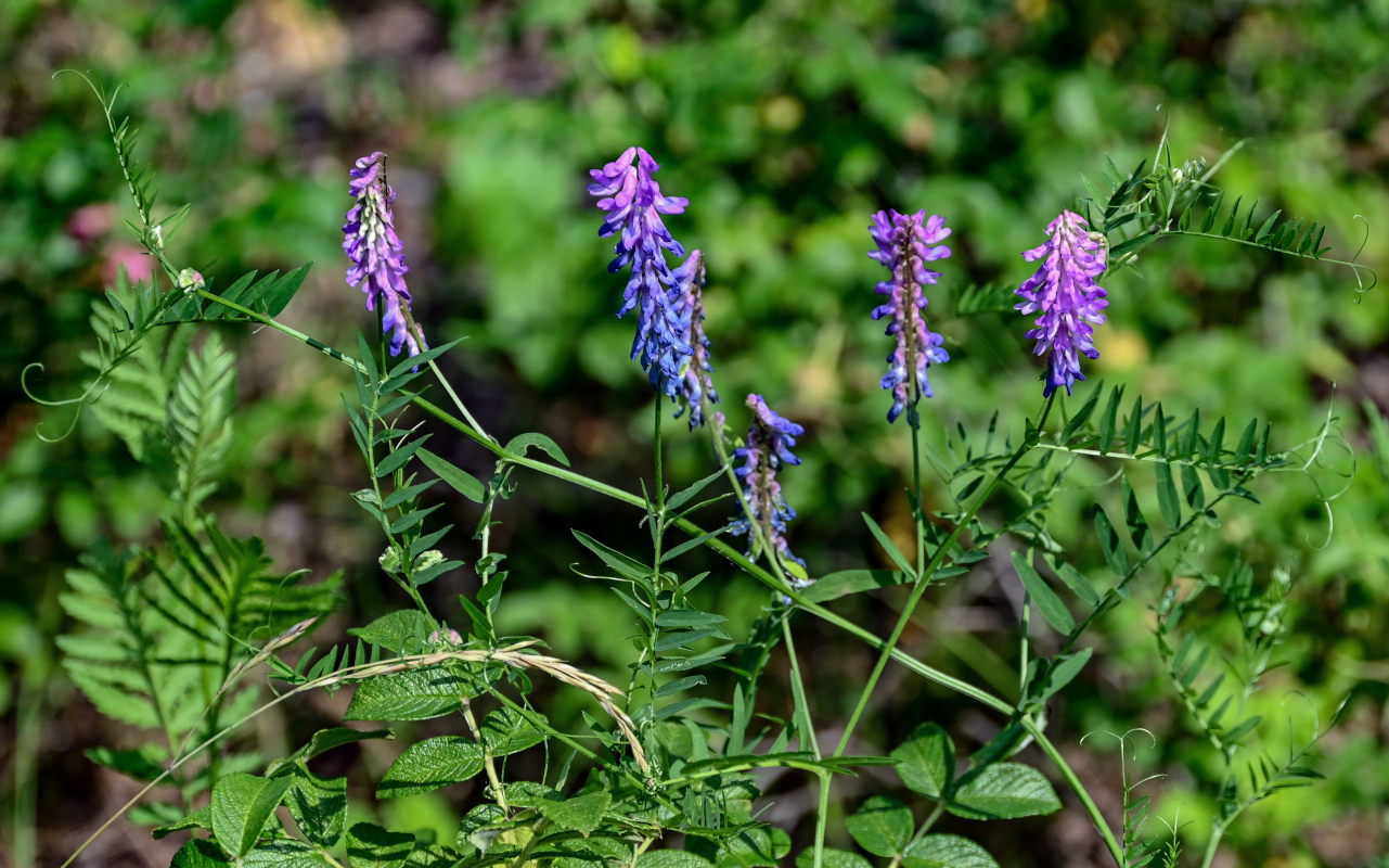 Image of Vicia cracca specimen.
