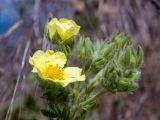 Potentilla semilaciniosa
