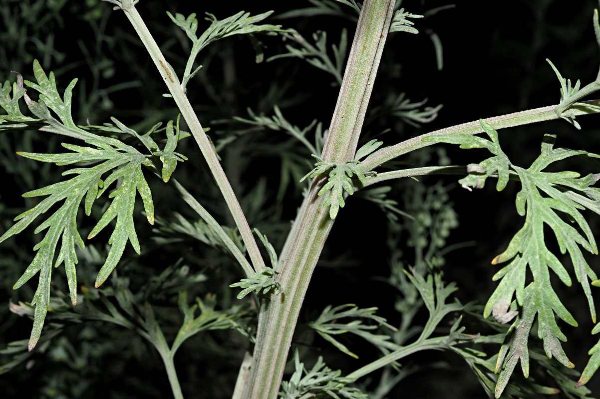 Image of Artemisia sieversiana specimen.