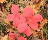 Cotinus coggygria