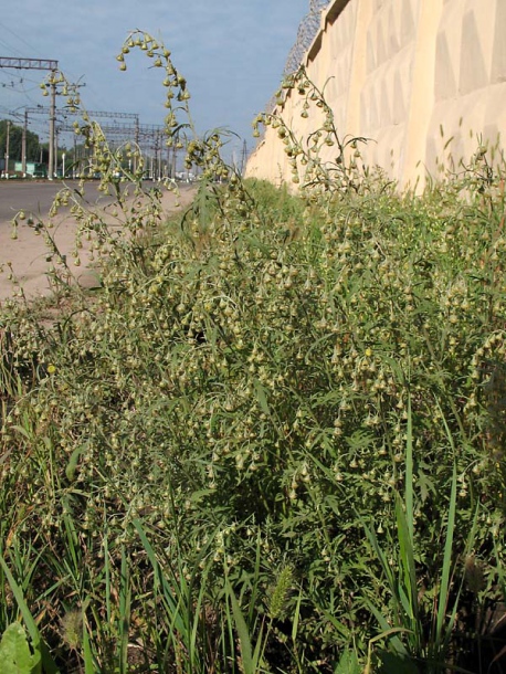 Image of Artemisia sieversiana specimen.