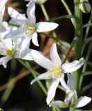 Ornithogalum ponticum