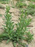 Camelina sylvestris